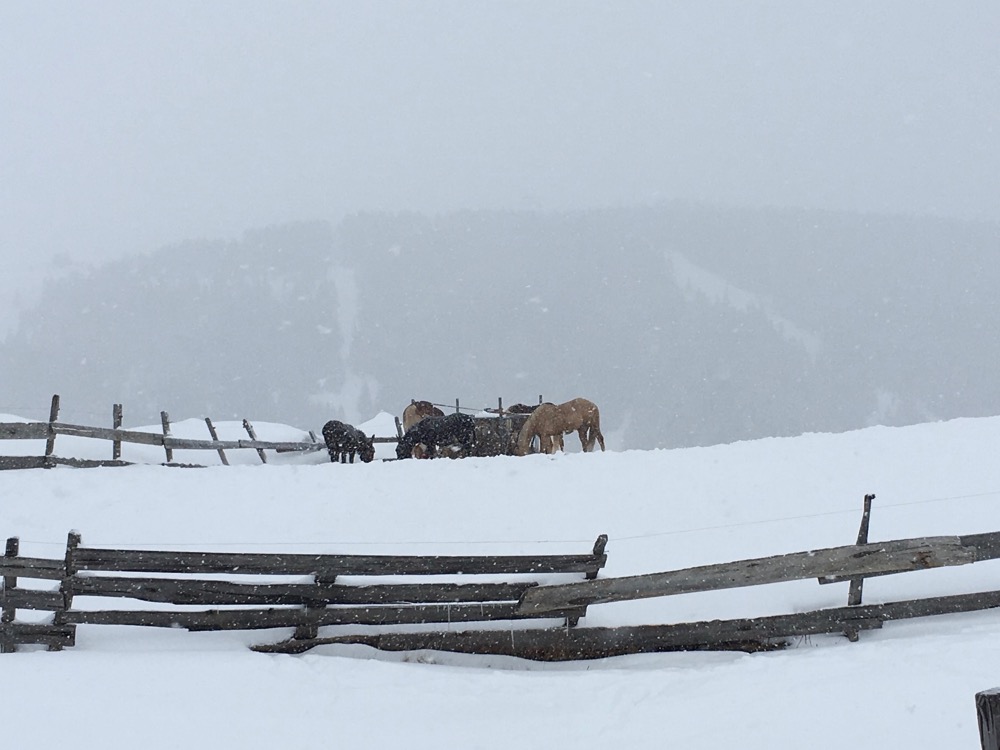 Gek gezicht - paarden in de sneeuw